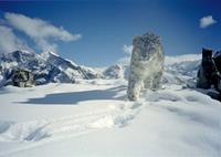 snow-leopard-5MB-image-(small)